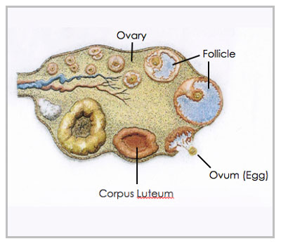 Luteal Phase Defect: What It Is, Symptoms And Treatment