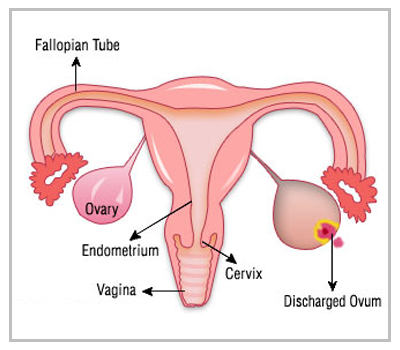 Best ivf treatment center in Delhi